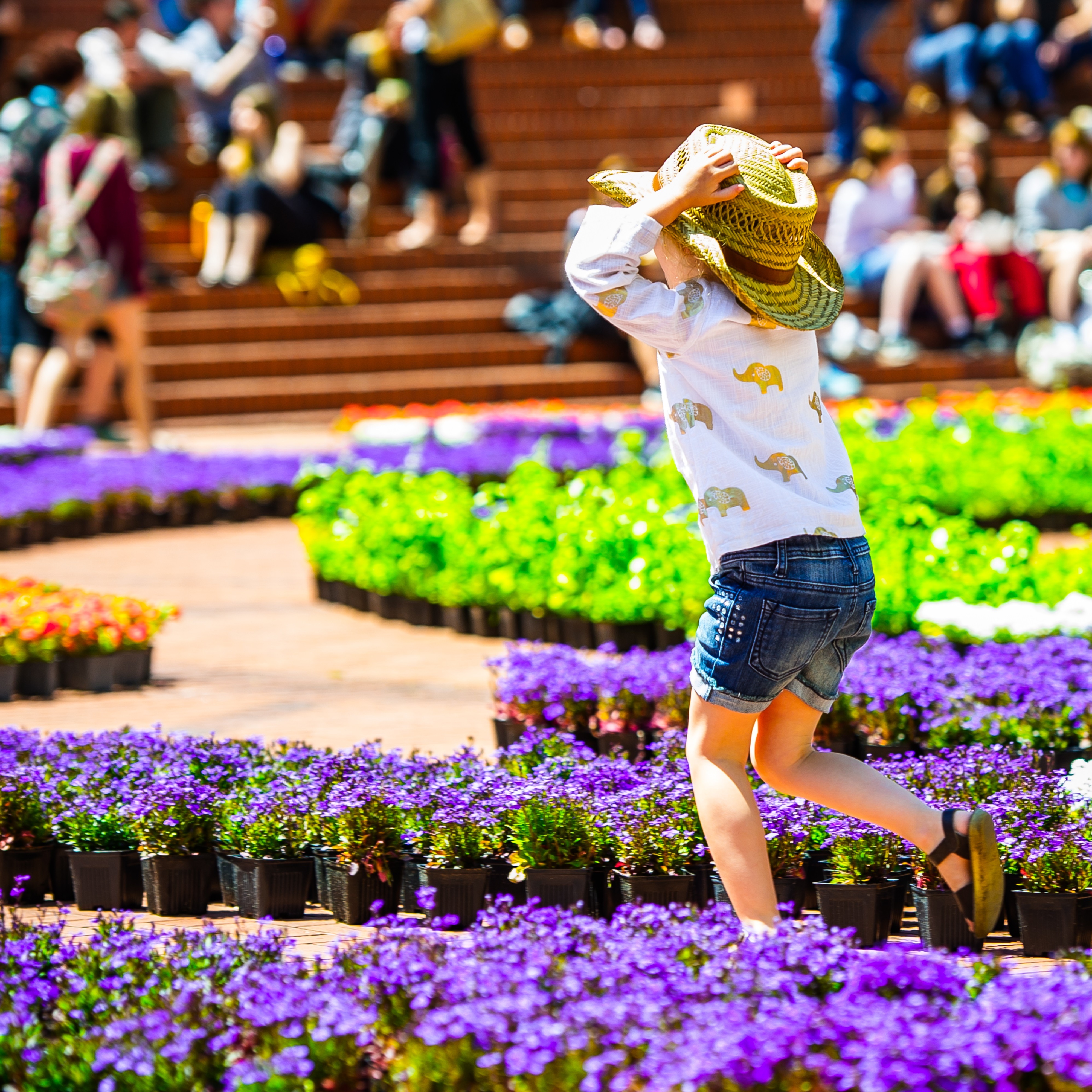 festival flowers