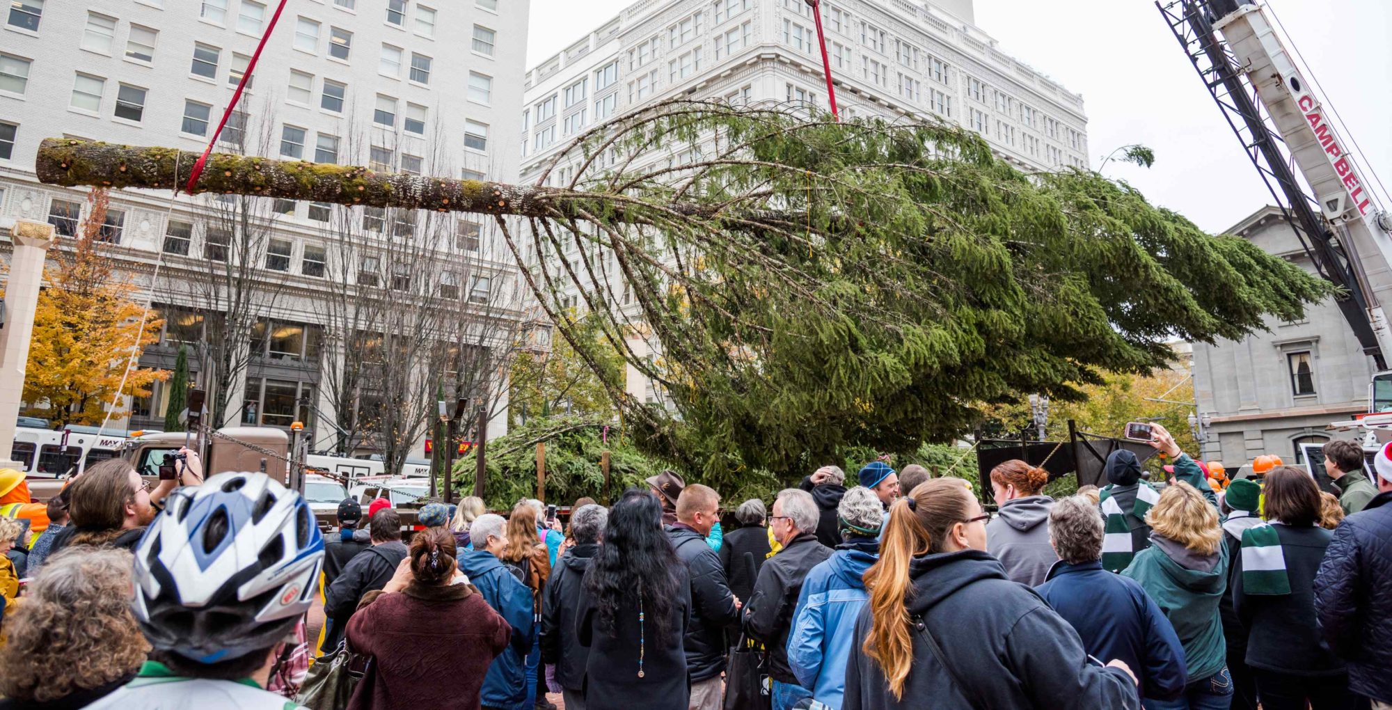 Stimson Lumber Tree Arrival